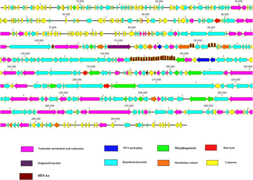 Figure 1 Schematic representation of the dsDNA genome of jumbo phages. Jumbo phage genes related to specific function scattered throughout the genome. Jumbo phages also contained a large number of tRNAs. Putative ORFs are presented as arrows, with predicted functions where available. Proposed modules are based on predicted functions. Turquoise, hypothetical protein; yellow, unknown; pink, nucleotide metabolism and replication; green, morphogenesis; red, lysis; blue, DNA packaging; brown, tRNA. The map was drawn with CLC Genomics main Workbench version 3.6.1 (CLC bio, Aarhus, Denmark).
