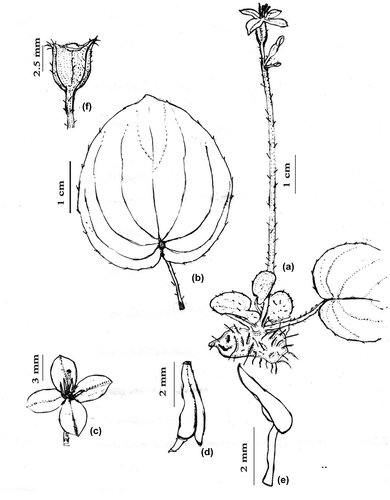 Figure 3. Phyllagathis indica J.Mathew, Yohannan & Kad.V.George, sp.nov. ( (a) Habit; (b) Mature leaf; (c) Flower; (d,e) Stamen; (f) Fruit)
