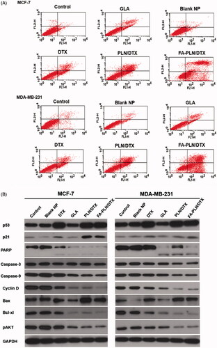 Figure 5. (A) Analysis of apoptotic population of MCF-7 and MDA-MB-231 cells after exposure to formulations. The cells were treated with blank NP without GLA, DTX, GLA, PLN/DTX, and FA-PLN/DTX for 24 h. The apoptotic cell death was assessed by FACS analysis using Annexin V/PI staining. Lower left quadrant indicates viable cells, upper left quadrant indicates the necrotic, and the lower right and upper right quadrants indicate early and late apoptotic cancer cells. (B) Immunoblot analysis of cell cycle, pro- and anti-apoptotic, and AKT-based signaling pathways. The whole-cell lysate was used to analyze the protein expression. Tumor suppressor proteins (p53, p21) were upregulated, cell cycle proteins were downregulated, pro-apoptotic markers (caspase-3/9, PARP) were downregulated, anti-apoptotic protein was downregulated, and AKT signaling pathway was downregulated.