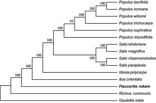 Figure 1. Phylogenetic relationships of 15 seed plants based on plastome sequences. Bootstrap percentages are indicated for each branch. GenBank accession numbers: Idesia polycarpa (KX229742), Gaulettia_elata (KX180066), Populus rotundifolia (NC_033876.1), Populus euphratica (KJ624919), Populus koreana (NC_037414), Populus trichocarpa (EF489041), Populus laurifolia (NC_037415), Populus wilsonii (MG262359), Salix magnifica (NC_037424), Salix paraplesia (MG262366), Salix chaenomeloides (NC_037422), Salix rehderiana (NC_037427), Itoa orientalis (MG262342), and Ricinus_communis (NC_016736).