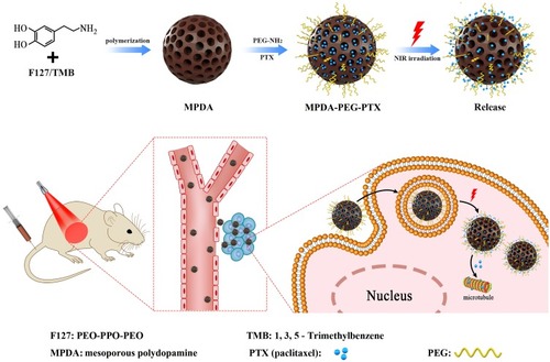 Scheme 1 Schematic illustration of the preparation of PEG-modified mesoporous polydopamine nanoparticles loaded with paclitaxel for chemo-photothermal synergistic therapy of tumor.Abbreviation: PEG, polyethylene glycol.