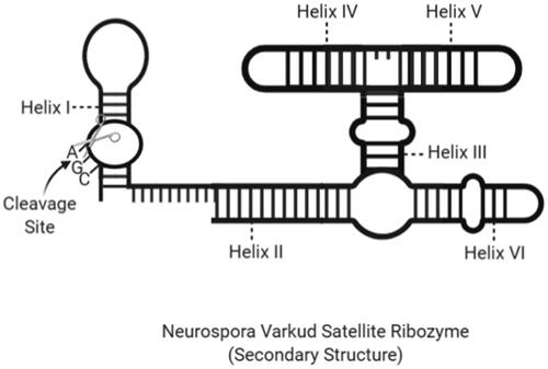 Figure 7. The secondary structure of an NVS ribozyme with cleavage site and helix regions (created with BioRender.com).