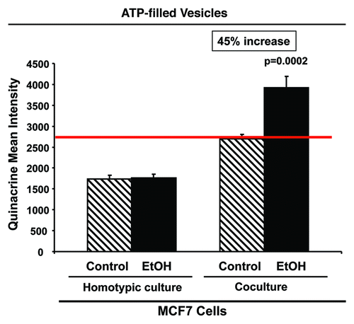 Figure 8. Ethanol increases the amounts of ATP-rich vesicles in MCF7 cancer cells. RFP(+)-MCF7 cells were plated in homotypic culture or in co-culture with fibroblasts. Cells were treated with 100 mM EtOH for 72 h. To detect ATP-rich vesicles, cells were incubated with 30 µM quinacrine in phenol-red-free DMEM for 1 h at 37°C. The green fluorescence of ATP-filled vesicles was recorded by flow cytometry. Note that ethanol treatment promotes a 45% increase in ATP-enriched vesicles when cancer cells are co-cultured with fibroblasts, without affecting quinacrine uptake of MCF7 cells cultured alone. p values are as indicated.