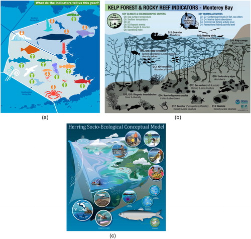 Figure 3. Examples of visual imagery used for communicating ecosystem indicator concepts to stakeholders. a.) Ecosystem Status Report Brief from the 2019 East Bering Sea (Siddon and Zador Citation2019; https://access.afsc.noaa.gov/REFM/REEM/ecoweb/pdf/EBS-2019_ESR-Brief.pdf), which uses arrows and visual icons to show the status and trends of various ecosystem components; b.) Conceptual model depicting the indicator portfolio of ecosystem components, climate and ocean drivers, and human pressures for kelp forest and rocky reef habitats in Monterey Bay National Marine Sanctuary (Brown et al. Citation2019); c.) Conceptual model illustrating the main biological and environmental factors driving the abundance of Pacific herring in Sitka, Alaska, and representing how interactions between Sitka residents and herring fisheries affect community well-being (Rosellon-Druker et al. Citation2019). Source: Graphic produced by R. White, Alaska Fisheries Science Center, NOAA Fisheries.