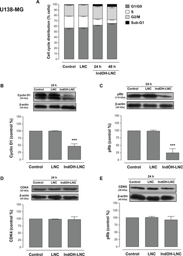 Figure 7 Cell-cycle arrest induced by IndOH-LNC in U138-MG glioma cells.Notes: Flow cytometry was performed to determine the cell-cycle distribution (sub-G1, G1/G0, S, and G2/M) in 25 μM IndOH-LNC-treated (24 and 48 hours) cells. Western blotting for cell-cycle checkpoint proteins from G0/G1 phase to S phase (cyclin D1, pRb, CDK4, and CDK6) was performed. Unloaded LNC were considered the vehicle control of IndOH-LNC. The histogram presents the quantitative Western blot analysis for the protein indicated. The densitometric values obtained from treatments were normalized to their respective controls (control bar) (100%). Bars represent the mean ± standard deviation for at least six independent experiments. significant differences from control and LNC groups: ***P < 0.001, as assessed by one-way analysis of variance followed by the Bonferroni post hoc test.Abbreviations: IndOH-LNC, indomethacin-loaded lipid-core nanocapsules; LNC, lipid-core nanocapsules.