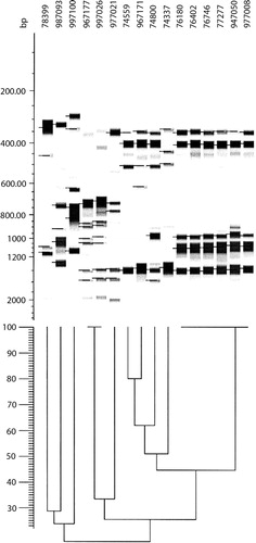 Fig. 1 Dendrogram showing the result of an AP-PCR run with primer A70-3. Isolates 78399, 987093, 997100, 997026, and 977021 were identified as N. zoodegmatis and the rest as N. animaloris.