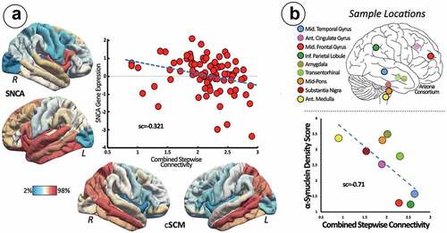 Figure 4. Brain co-localization of in-vivo SFC patterns and Allen gene expression data to detect PD vulnerable pathways and genetic/pathological signatures. (A) Scatterplot between in-vivo spreading connectivity pattern (bottom cortical maps) and SNCA (left cortical maps). (B) Relationship between SFC and α-synuclein-immunoreactive density scores. Abbreviations: Ant = anterior; cSCM = combined stepwise connectivity map; Inf = inferior; GO = gene ontology; L = left; Mid = middle; R = right; sc = spatial correlations; SFC = stepwise functional connectivity. Reprinted from [Citation15] with permission of Elsevier.
