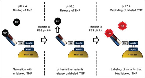 Figure 2. Schematic illustration of the YSD selection strategy for isolation of antibody variants with pH-dependent antigen binding by FACS. The procedure comprises 3 key steps. First, library variants specific for rhTNF were saturated with unlabeled antigen in PBS-1 (pH 7.4). During the second step, pH-sensitive variants release rhTNF after cells were transferred to PBS-2 (pH 6.0). Third, cells were washed and incubated with labeled rhTNF at pH 7.4. Detection of binding signals allows isolation of variants that exhibit reversible pH-dependent antigen binding.