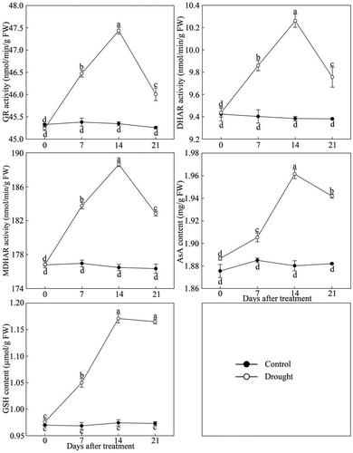 Figure 3. Ascorbic acid-glutathione (AsA-GSH) circulating system enzyme activity changes in drought-treated P. lactiflora and the Control. Values represent the mean ± standard deviation (SD) and letters indicate significant differences according to Duncan’s multiple range test (P < 0.05). GR, glutathione reductase; DHAR, dehydroascorbate reductase; MDHAR, monodehydroascorbate reductase; GSH, reduced glutathione; AsA, ascorbic acid.