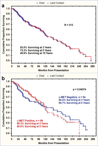 Figure 3. Overall survival curve of the entire population (A) and according to c-MET IHC positivity (B).