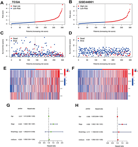 Figure 6 Prognostic analysis of the 4-gene signature model. (A and B) Distribution of patients in the Cancer Genome Atlas (TCGA) and Gene Expression Omnibus (GEO) cohort experimental groups based on risk scores. (C and D) Survival status of each patient in the TCGA and GEO cohorts. (E and F) Expression of prognostic genes in the high-risk and low-risk groups of the TCGA and GEO cohorts. (G) Univariate Cox regression analysis on CC patients. (H) Multivariate Cox regression analysis on CC patients.