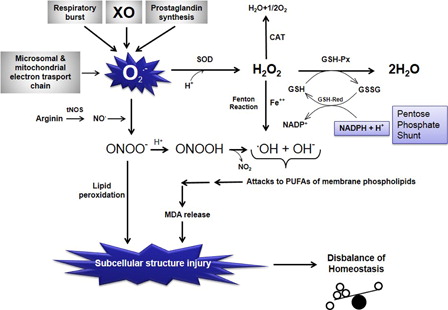 Figure 1. Schematic representation of the relationships among free oxygen radical formation, enzymatic antioxidant systems, and lipid peroxidation. O2−, superoxide anion radical; O2, molecular oxygen; H+, hydrogen ion, proton; H2O, water; SOD, superoxide dismutase; CAT, catalase; H2O2, hydrogen peroxide; GSH-Px, glutathione reductase; GSH, reduced glutathione; GSSG, oxidized glutathione; GSH-Red, glutathione reductase; NADPH + H+, reduced nicotinamide adenine dinucleotide phosphate; NADP+, oxidized nicotinamide adenine dinucleotide phosphate; Fe++, ferrous iron; OH−, hydroxyl ion; .OH, hydroxyl radical (the most potent free radical); tNOS, total nitric oxide synthases (neuronal NOS, endothelial NOS, and inducible NOS); NO., nitric oxide radical; ONOO−, peroxynitrite; MDA, malondialdehyde (the last product of lipid peroxidation of membrane phospholipids); NO2, nitrite; PUFA, polyunsaturated fatty acid; XO, xanthine oxidase.