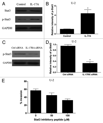 Figure 4. IL-17A/IL-17RA interaction induced Stat3 activity in OS cells. (A and B) U-2 OS cells were incubated with IL-17A (100 ng/ml) for 48 h and then assayed for their expression of total Stat3 and phospho-Stat3 using western blot. Each bar represents the means (± SD) of the relative intensity calculated from three independent experiments. (C and D) U-2 cells transiently transfected with IL-17RA siRNA (100 nM) or the control siRNA (100 nM) were stimulated with 100 ng/ml of IL-17A for 48 h and then assayed for their expression of phospho-Stat3 using western blot. Each bar represents the means (± SD) of their relative intensity calculated from three independent experiments. (E) U-2 cells were cultured with IL-7A (100 ng/ml), and the indicated dose of Stat3-specific inhibitory peptide was added to the cultures 1 h before stimulation. After 48 h, the U-2 cells were analyzed for their invasive potential. Each bar represents the means (± SD) in triplicate calculated from three independent experiments. *p < 0.05.