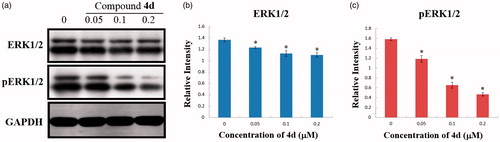 Figure 7. (a) Effects of compound 4d on the expression of ERK and pERK in HeLa cells. HeLa cells were treated with compound 4d (0, 0.05, 0.1, and 0.2 μM) for 48 h; (b) The expression level of ERK1/2 in HeLa cells. *p < .001; (c) The expression level of pERK1/2 in HeLa cells. *p < .001.