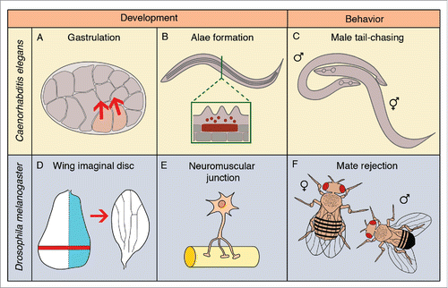 Figure 2. In vivo functions of extracellular vesicles in genetic model organisms. (A) In C. elegans embryos, excessive microvesicle release disrupts gastrulation movements. (B) In C. elegans larvae and adults, seam cells (brown rectangle) release exosomes to build the alae, longitudinal ridges on the cuticle. (C) In C. elegans adult males, ciliated neurons release EVs important for male mating behavior. (D) In Drosophila larvae, the wing imaginal disc is patterned by morphogens carried on EVs that induce the wing axes. (E) The neuromuscular junction also releases morphogens on EVs that are important for synaptic development. (F) Drosophila adult males release exosomes important for female mating behavior.