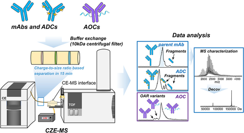 Figure 1. Workflow of CZE-MS analysis of mAbs, ADCs, and AOCs.