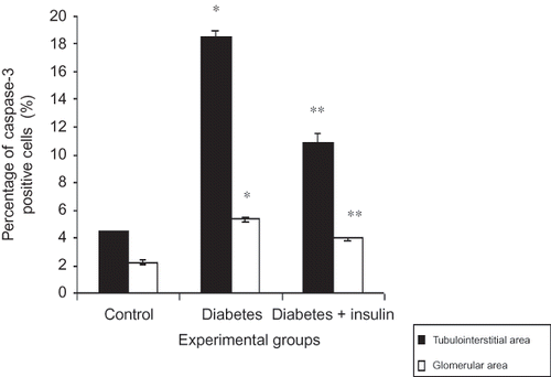 Figure 3.  Percentage (%) of Cleaved caspase-3 cells in kidney tissues.Notes: All data were presented mean ± SEM. *p < 0.001, diabetic group versus control and insulin-treated diabetic group; **p < 0.001, insulin-treated diabetic group versus diabetic group.