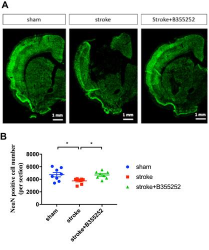 Figure 2 B355252 protects the brain from neuronal loss in rats with cerebral ischemia. (A) Immunofluorescent staining for NeuN. Data were showed in semibrain from ipsilaretal site of surgery at PSD 7. (B) Data quantification of cell with NeuN immunoreactivity from per semibrain. N=8 per group. * p< 0.05 by one-way ANOVA.