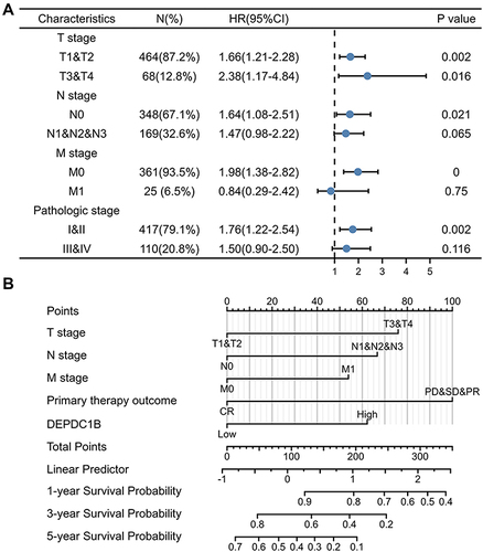 Figure 4 Relationship between DEPDC1B expression and different clinicopathological factors with overall survival. (A) Survival analysis of different clinical subgroups of patients with LUAD according to DEPDC1B expression. (B) Nomogram for predicting the outcome of patients with LUAD.