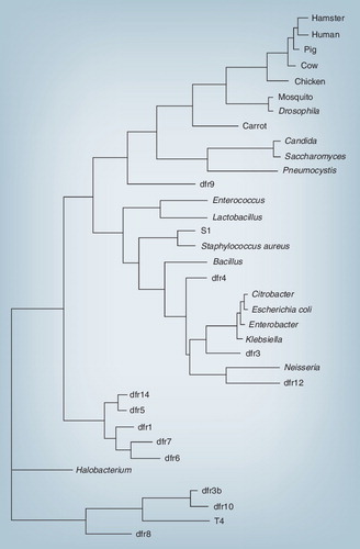 Figure 1. Phylogenetic tree showing the relationship between different dihydrofolate reductases, based on amino acid sequence alignment and parsimony analysis.Resistance enzymes are marked by dfr and a number.Modified from Citation[27].