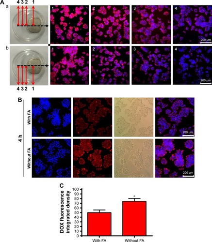 Figure 7 The fluorescence disparity between the samples demonstrated the dynamic interplay of magnetic targeting versus biological targeting via folate under different magnetic fields.Notes: (A) Fluorescence microscopy images of LDM-PLGA/PPF nanoparticles treated with HeLa cells (a) without and (b) with preincubation with free FA (1.25 mM) before exposure to an external magnetic field for 8 h. (B) Fluorescence microscopy images of HeLa cells with or without preincubation with free FA (1.25 mM) before treatment with LDM-PLGA/PPF nanoparticles for 4 h. (C) The intracellular DOX was quantitatively detected by fluorescence spectrophotometry. *P<0.05 compared with the FA-treated group.Abbreviations: DOX, doxorubicin; FA, folic acid; PLGA, poly(d,l-lactic-co-glycolic acid); PPF, PEI-PEG-FA; PEI-PEG-FA, polyethyleneimine premodified with polyethylene glycol-folic acid.