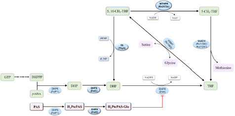 Figure 1 The folate synthesis and metabolic pathways in M. tuberculosis and the target of para-aminosalicylic acid (PAS). MTHFR, 5,10-methylenetetrahydrofolate reductase; DHPS, dihydropteroate synthase; DHFS, dihydrofolate synthase; DHFR, dihydrofolate reductase; TS, thymidylate synthase; MetE, cobalamin-independent homocysteine transmethylase; MetH, cobalamin-dependent methionine synthase; HSMT, serine hydroxymethyltransferase.