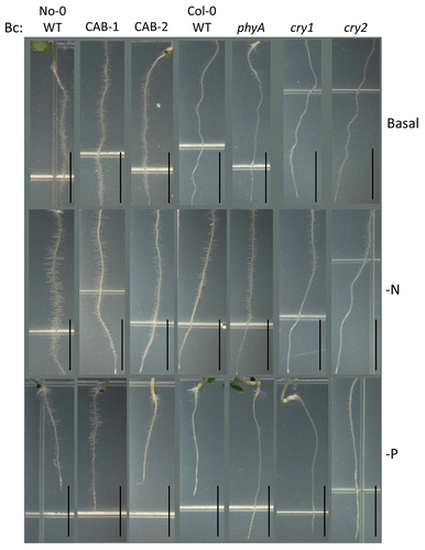 Figure 7. Root development of wild-type, phytochrome-deficient and cryptochrome mutant seedlings under continuous blue light. No-0 wild-type (No-0 WT), CAB3::pBVR1 (CAB-1), CAB3::pBVR2 (CAB-2), Col-0 wild-type (Col-0 WT), phyA, cry1, and cry2 seedlings were grown vertically at 22 °C for 7 d on basal, nitrogen-limited (-N), or phosphate-limited (-P) Phytoblend medium with 1% sucrose under blue continuous (Bc) illumination of 25 µmol m-2 s-1. Representative images of seedlings from 2 independent biological replicates are shown. Scale bars represent 0.5 cm.