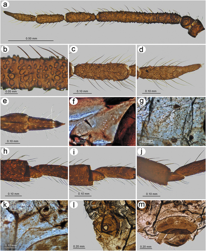 Figure 24. Morphological features of alate viviparous female of S. elaeagnensis: (a) antenna, (b) sensilla structure on ANT III, (c) ANT V with sensilla, (d) ANT VI with sensilla, (e) ultimate rostral segments, (f) hind wing sensilla, (g) dorsal abdominal cuticle, (h) first segment of fore tarsus, (i) first segment of middle tarsus, (j) first segment of hind tarsus, (k) dorsal abdominal chaetotaxy, (l) SIPH, (m) genital plate.