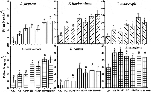 Figure 2. Changing in foliar N  of six plant species response to N and P addition. Grasses: S. purpurea, P. litwinowiana; Sedge: C. moorcrofii; Forbs: A. nanschanica, L. nanum; Legume: A. densiflorus. Different lowercase letters above bars denote significant difference among treatments (p<0.05).