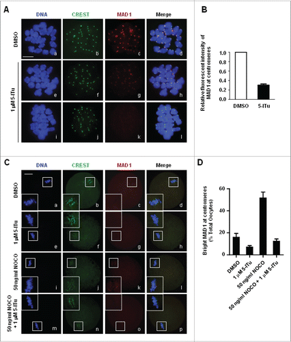 Figure 8. Destroyed recruitment of SAC protein MAD1 to centromeres in 5-ITu-treated oocytes. (A) Immunofluorescence analysis showed disrupted MAD1 accumulation at centromeres in pro-MI oocytes treated with 5-ITu. Oocytes at pro-MI stage were incubated for 1 h in 1 μM 5-ITu, and then processed for chromosome spreading and immunostaining with CREST and MAD1 antibody. DNA was visualized in blue, MAD1 in red and CREST in green. Bar, 20 μM. MAD1 was brightly labeled on centromeres in control oocytes (b-d), but faintly detected in 5-ITu-treated cells (f-h, j-l). (B) Quantization of data indicated the fluorescence intensity of MAD1 was significantly lower in 5-ITu-treated pro-MI oocytes. (C) Immunofluorescence analysis demonstrated that 5-ITu could blocked NOCO-induced MAD1 recruiment to centromeres in MI oocytes. DNA was visualized in blue, MAD1 in red and CREST in green. Bar, 20 μM. MAD1 signal was faintly detected in control MI oocytes (a-d), and undetectable in MI oocytes treated with 5-ITu (e-h). In contrast, MAD1 accumulation on centromeres was markedly increased when MI oocytes were treated with NOCO (i-l), but this increasing recruitment was completely blocked with the combined application of 5-ITu with NOCO (m-p). (D) Statistical analysis indicated that NOCO-induced MAD1 recruiting back to centromeres was blocked with combined administration of 5-ITu. The graph shows the mean ± SEM of the results obtained in 3 independent experiments.