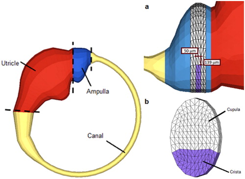 Figure 1. Membranous walls of the FE model (left), meshed cupula and crista (right b) inside the ampulla (right a).