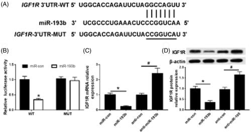 Figure 4. miR-193 targets IGF1R. (A) MiR-193 targeting combined with sequence information of IGF1R gene 3'UTR; (B) MiR-193b targeting on luciferase activity in CaKi-1 cells; (C) MiR-193b targeting on the expression of IGF1R in CaKi-1 cells; (D) MiR-193b targeting on the expression of IGF1R protein in CaKi-1 cells; compared with the group of MiR-con, *p < .05, compared with the group of anti-MiR-con, #p < .05.