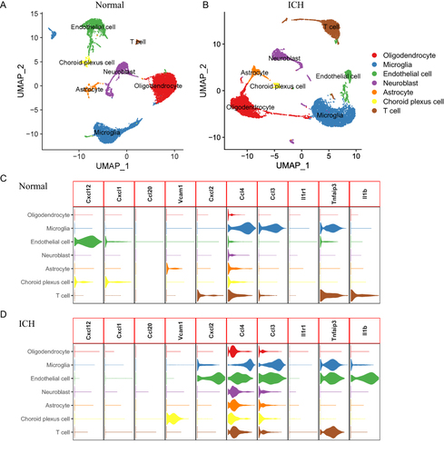 Figure 9 Single-cell analysis of ICH mice and normal control mice (A and B) Comparison of cluster analysis through UMAP for normal control mice (A) and ICH mice (B). (C and D) The expression of hub genes in each cell.