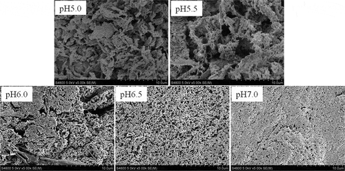 Figure 5. Scanning electron micrographs of AMP gels at various pH values (5000 × magnifications).