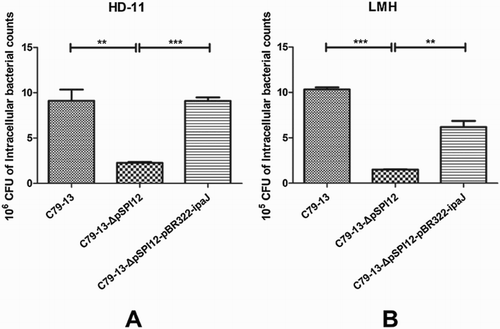 Figure 2. Invasion ability of three S. Pullorum strains in infected HD11 and LMH cells. The ability of S. Pullorum to invade HD-11 (A) and LMH (B) cells was compared among C79-13, C79-13-ΔpSPI12, and C79-13-ΔpSPI12-pBR322-ipaJ strains. Each experiment was repeated three times. * indicates a significant difference, **P < 0.01, ***P < 0.001. The initial number of bacteria used to infect cells: C79-13 (1.82 × 108 CFU), C79-13-ΔpSPI12 (1.70 × 108 CFU), and C79-13-ΔpSPI12-pBR322-ipaJ (1.48 × 108 CFU).