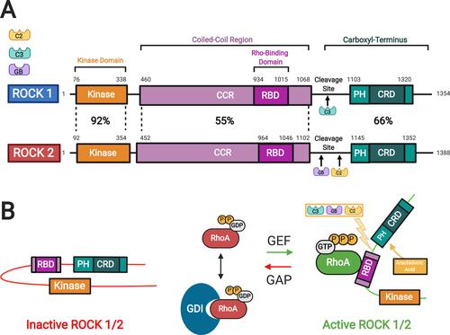 Figure 2 Rho kinase (ROCK) structure and mechanisms of activation. (A) Two isoforms of ROCKs have been identified: ROCK 1 and ROCK 2. They consist of a kinase domain, a coiled-coil region (CCR) containing the rho-binding domain (RBD), and the carboxyl terminus. The carboxyl terminus has a pleckstrin-homology (PH) domain with an internal cysteine-rich domain (CRD). The amino acid sequences of the two ROCK isoforms show the highest similarity at the kinase domain (92%). (B) In the inactive ROCK, both PH domain and RBD domain can bind independently to the kinase region forming an auto inhibitory loop. The GDP-bound RhoA is kept inactive by sequestration with guanine nucleotide dissociation inhibitors (GDI). The guanine nucleotide exchange factor (GEF) converts the inactive GDP-bound RhoA to active GTP-bound RhoA. In contrast, GTPase activating protein (GAP) converts the active RhoA to its inactive form. Binding of the GTP-bound RhoA to RBD results in an open conformation of the kinase and frees its catalytic activity. Similarly, ROCK can be activated by arachidonic acid, which binds to its PH domain. ROCK 1 can be activated by caspase-3-mediated cleavage near the carboxyl-terminus while ROCK 2 is activated by caspase-2 and granzyme B-mediated cleavage. Adapted with permission  from Wirth A. Rho kinase and hypertension. Biochim Biophys Acta.2010;1802(12):1276–1284. Copyright © 2010 Elsevier B.V. All rights reserved.Citation10
