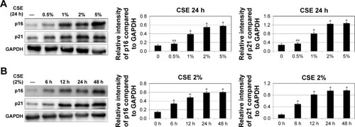 Figure 2 Cellular senescence induced by CSE stimulation.Notes: (A) 16HBE cells were stimulated with different doses of CSE for 24 hours, protein expressions of p16 and p21 were detected by Western blotting (*P<0.05, **P>0.05). (B) 16HBE cells were stimulated by 2% CSE for different time durations and protein expressions of p16 and p21 were detected by Western blotting (*P<0.05). Data are expressed as mean ± SE. Results represent at least three independent experiments.Abbreviations: CSE, cigarette smoke extract; GAPDH, glyceraldehyde 3-phosphate dehydrogenase; HBE, human bronchial epithelial; SE, standard error.