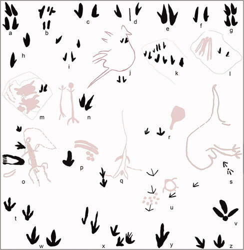 Figure 12. Macropod (a–n) and bird (o–z) track motifs showing range in style and arrangement of track: single, paired and multiple configurations including macropods with tail imprint motif (b and d); note the greyed motifs occur on the same panels as the motifs shown.