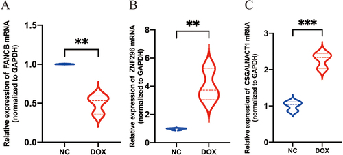 Figure 8 The mRNA expression of FANCB (A), ZNF296 (B) and CSGALNACT1 (C) in AC16 human cardiomyocyte cells by RT‒qPCR. (**P < 0.01, ***P < 0.001).