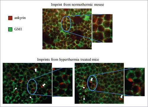 Figure 7. WBH induces redistribution of ankyrin and GM1 in vivo. Mice were incubated in a heated incubator (37.3°C) for 6 hours (control mice at room temperature − 23°C – in the dark). The mice were then sacrificed and their lymph nodes were removed and imprinted onto Alcian blue-coated coverslips for in situ immunofluorescent co-localization of GM1 (green) and ankyrin (red). Arrows denote representative ankyrin clusters while arrowheads denote representative GM1 clusters.