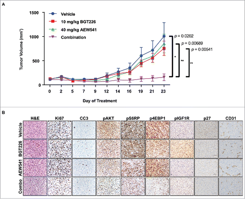 Figure 5. Combined inhibition of PI3K/mTOR and IGF1R signaling results in stable disease in vivo. A, Tumor volumes of RIS-819.1 xenografts treated with vehicle (n = 7), BGT226 (10 mg/kg, n = 7), AEW541 (40 mg/kg, n = 6), or a combination of BGT226 and AEW541 (n = 6) daily (5 days/week for approximately 3 weeks) are presented as mean ± the standard error of the mean. B, Representative images show control and inhibitor-treated xenografts that were subjected to immunohistochemical analysis for protein markers of cell proliferation (Ki67), apoptotic cell death (cleaved caspase 3 [CC3]), and target inhibition (pAKT, pS6RP, p4EBP1, phosphorylated insulin-like growth factor 1 receptor [pIGF1R], p27, and CD31; magnification, 200 ×). H&E: hematoxylin and eosin stain. *p < 0.05; **p < 0.01.