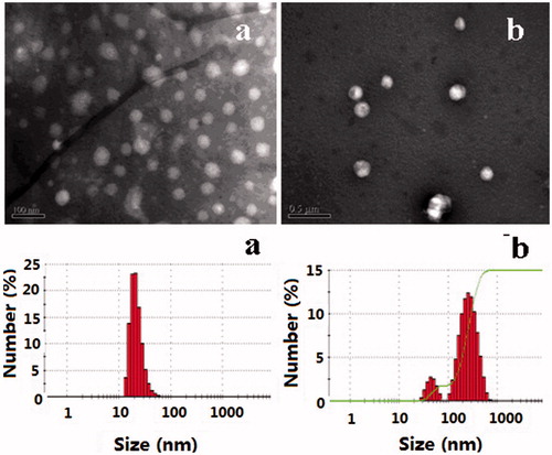 Figure 3. The TEM images and size of CHSPNs (a) and EPI-CHSPNs (b).