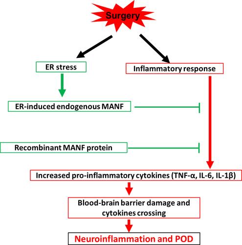 Figure 8 A summary of low level of MANF contributing to POD onset in the elderly.