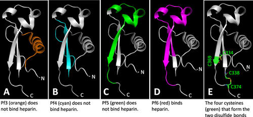 Figure 9 Structural analyses of four tested αTSR related peptides for binding to heparan sulfates and the two disulfide bonds reported in literature. The regions and structures of the four αTSR peptides, Pf3 (A, Orange), Pf4 (B, cyan), Pf5 (C, green), and Pf6 (D, purple),Citation24 corresponding to the known crystal structure of the αTSRCitation16 (in grey) are shown. The four cysteines forming the two disulfide bonds are shown in green in (E).