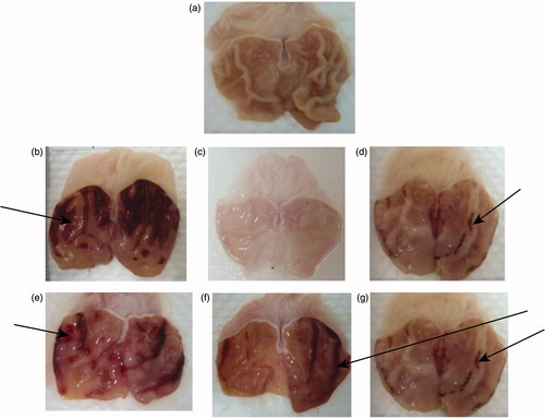 Figure 1. Gross appearance of the gastric mucosa in rats. Normal animals (a): treated with 1ml of vehicle (1% aqueous solution of Tween-80); ulcer control or negative control group (b): severe injuries are seen in the gastric mucosa (arrow), indomethacin produced extensive visible haemorrhagic necrosis of gastric mucosa; positive control group treated with misoprostol (0.1 mg/kg) (c) and Maalox (50mg/kg) (d): injuries to the gastric mucosa are very milder compared to the injuries seen in the ulcer control rats (arrow); tests groups treated with A. pruinosum (125 mg/kg) (e), treated with A. pruinosum (250mg/kg) (f), treated with A. pruinosum (500mg/kg) (g): extract reduces the formation of gastric lesions induced by indomethacin(arrow). Mild injuries to the gastric mucosa are seen, and flattening of the gastric mucosa is seen (arrow).