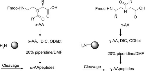 Figure 3 General building block strategy for the synthesis of AApeptides.Notes: Each coupling cycle includes an Fmoc deprotection using 20% piperidine in DMF and coupling of α-AA or γ-AApeptides building blocks onto resin in the presence of DIC/ODhbt in DMF. After desired sequences are assembled, they are cleaved.Abbreviations: DIC, diisopropylcarbodiimide; DMF, dimethyl fluoride; Fmoc, 9- fluorenylmethyloxycarbonyl; ODhbt, 3-hydroxy-4-oxo-3,4-dihydro-1,2,3-benzotriazine; γ-AA, γ-AApeptides; α-AA, α-AApeptides.