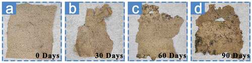 Figure 10. The Degradation process of cow dung paper.