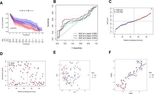 Figure 4 Validation of the risk model in the GEO cohort. (A) Kaplan–Meier curves for comparison of the OS between low- and high-risk groups. (B) Time-dependent ROC curves for BCs. (C) Distribution of patients in the GEO cohort based on the median risk score in the TCGA cohort. (D) The survival status for each patient (low-risk population: on the left side of the dotted line; high-risk population: on the right side of the dotted line). (E) PCA plot for BCs. (F) t-SNE plot for BCs based on the risk score.