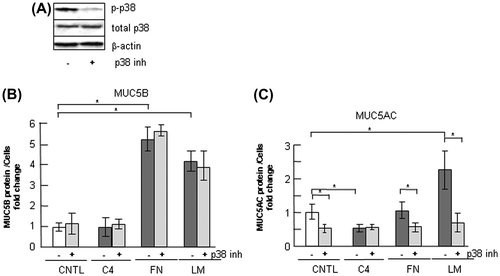 Fig. 7. Effects of p38 inhibition on the regulation of MUC5B production in NCI-H292 cells on ECM components.Notes: (A) NCI-H292 cells (2 × 104 cells/well) were cultured in 96-well plates pretreated with PBS. The cells were cultured with a p38 inhibitor (10 μM: p38 inh: +) or with the same concentration of DMSO (−) for 30 h and the cells were sampled. The samples were analyzed using western blot analysis to detect the levels of phosphorylated and activated form of p38 (p-p38), total p38, and β-actin. (B) NCI-H292 cells (2 × 104 cells/well) were cultured in a 96-well plate precoated with PBS (CNTL), 500 μg/mL of type-IV collagen (C4), fibronectin (FN), or laminin (LM). The cells were cultured with a p38 inhibitor (10 μM: +) or with the same concentration of DMSO (−) for 30 h and their culture media were sampled. The samples were analyzed using the mucin protein assay to detect the levels of MUC5B protein. Fold changes were based on a control, which was cultured with DMSO (mean ± SD, n = 5, one-way ANOVA). (C) NCI-H292 cells (2 × 104 cells/well) were cultured in a 96-well plate precoated with PBS (CNTL), 500 μg/mL of type-IV collagen (C4), fibronectin (FN), or laminin (LM). The cells were cultured with a p38 inhibitor (10 μM: +) or with the same concentration of DMSO (−) for 30 h and the cells were sampled. The samples were analyzed using the mucin protein assay to detect the levels of MUC5AC protein. Fold changes were based on a control, which was cultured with DMSO (mean ± SD, n = 5, one-way ANOVA). Fold changes were normalized to cell numbers. Asterisks indicate statistical probability, *p < 0.05 (ANOVA). The representative results of three independent experiments are shown.