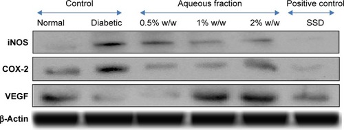 Figure 9 Effect of aqueous fraction on expression of cytokines showing upregulation and downregulation of various cytokines in tissues 21 days after treatment detected by Western blotting.